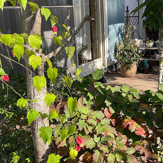 nobikoさんの部屋