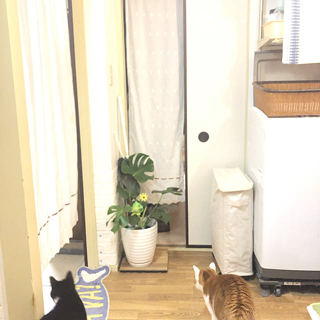 モニター応募投稿/ねこが好き/ねこと暮らす。/おうち時間/私の団地スタイル...などのインテリア実例 - 2021-09-03 22:06:45