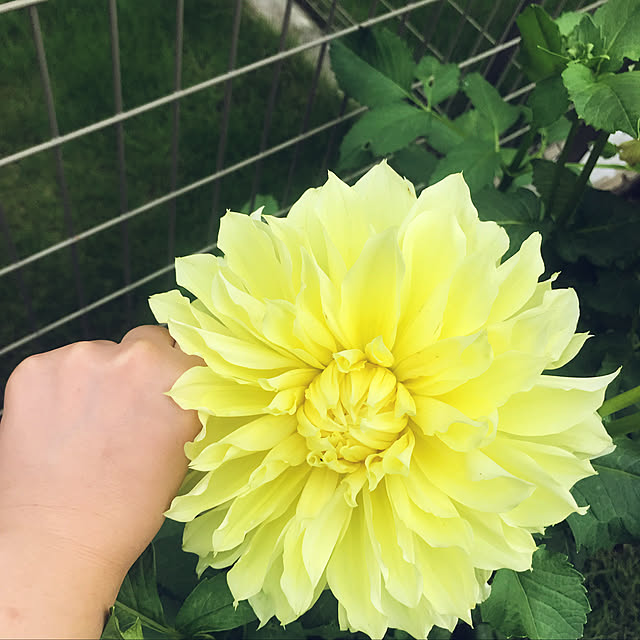 zhaotingtingさんの実例写真