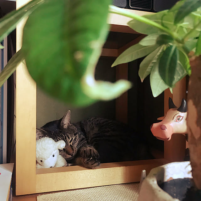 maruさんの実例写真