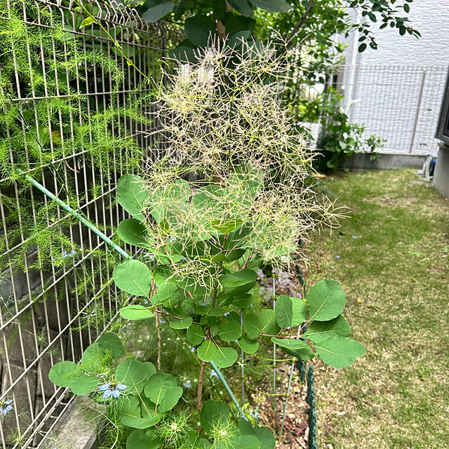 hatsugaさんの部屋