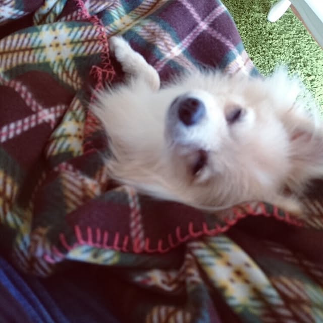 nicoco.さんの実例写真