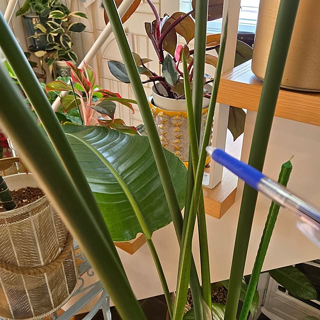 nonbiri_house_さんの部屋