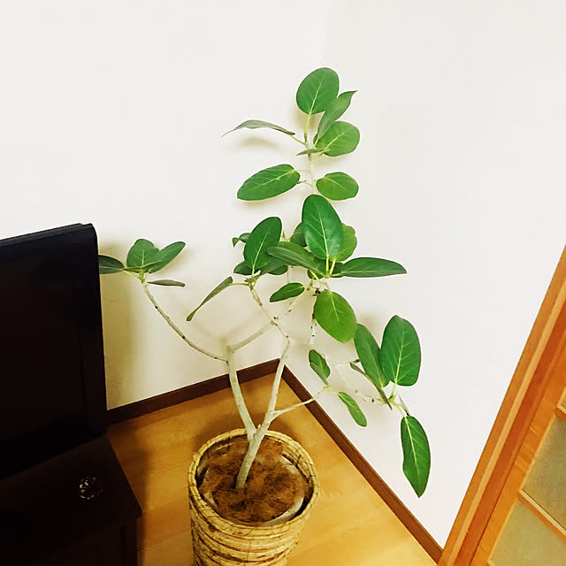 jukai8153さんの実例写真