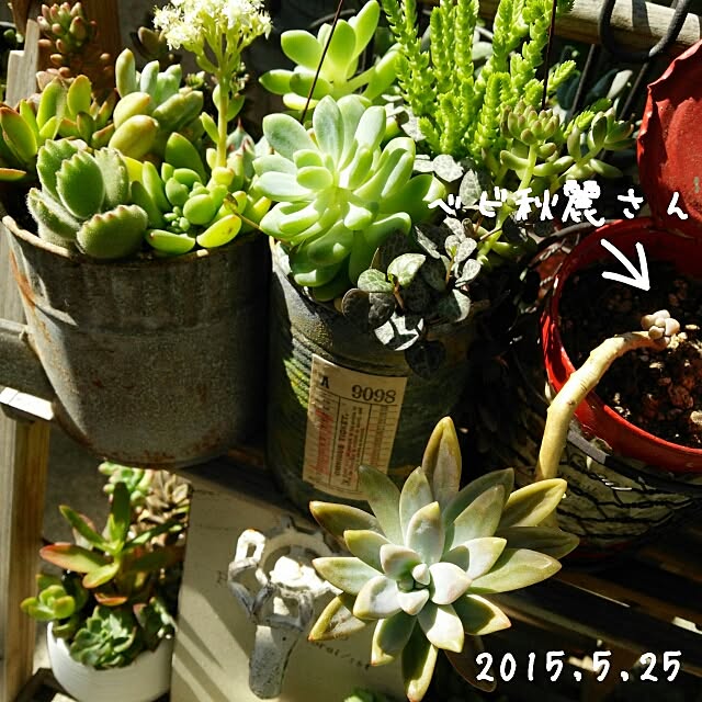 raraさんの実例写真