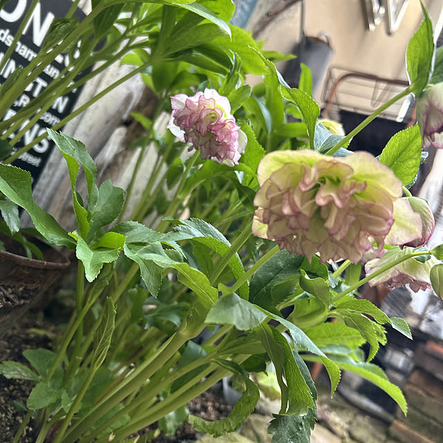 shhさんの部屋