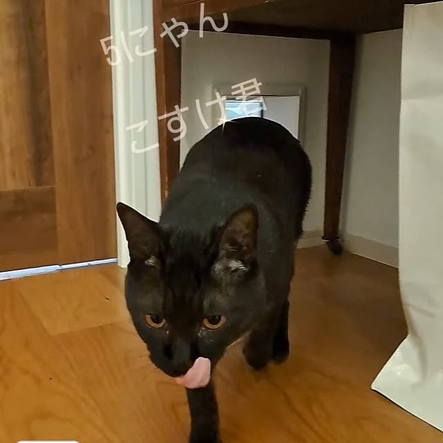 kankanmom_horn_5catsさんの部屋
