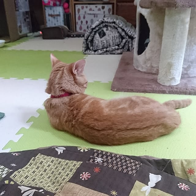 shinobuさんの実例写真