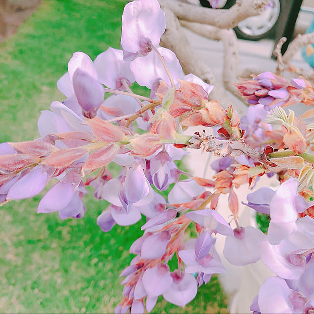 puni-mameさんの実例写真