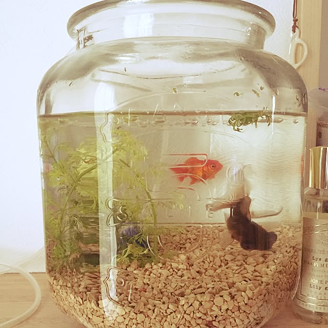 moppuさんの実例写真