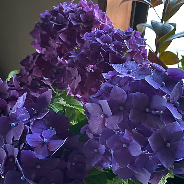 植中毒/観葉植物のある暮らし/観葉植物に癒やされてます✮/花のある暮らし/いつもいいねやコメありがとうございます♡...などのインテリア実例 - 2021-06-27 21:56:01