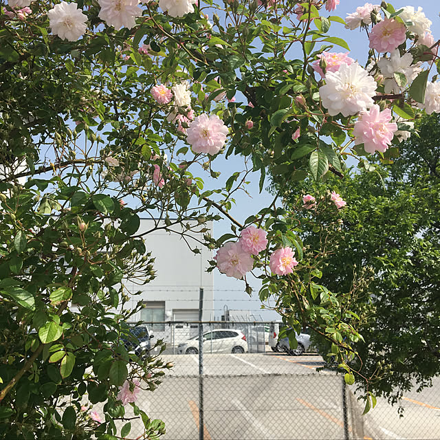 Mimozaさんの実例写真