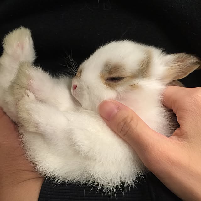 Iyoさんの実例写真