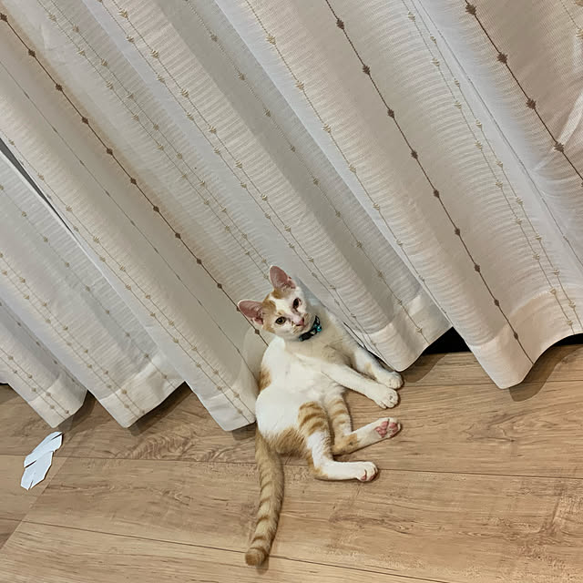 ayakonさんの実例写真