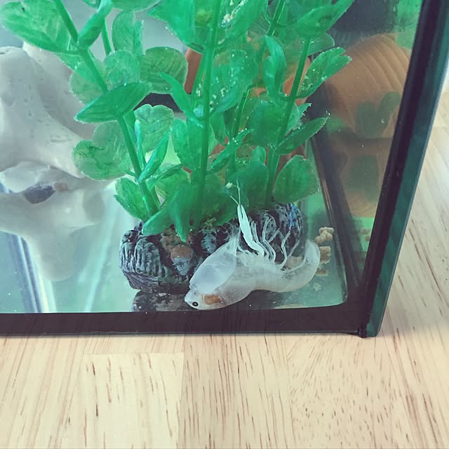 Kazueさんの実例写真