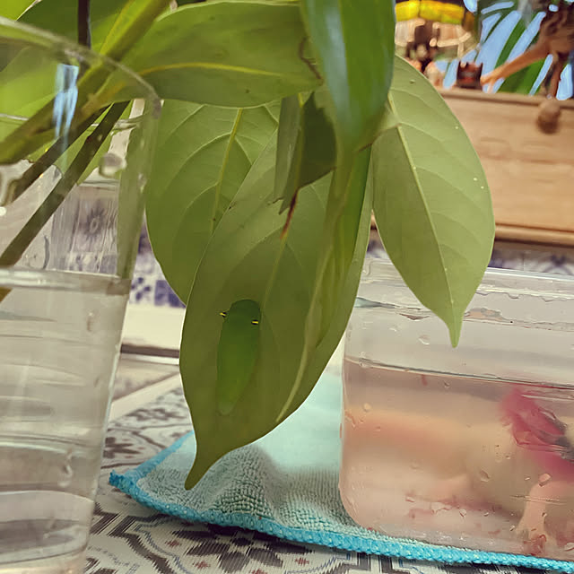 cherryさんの実例写真