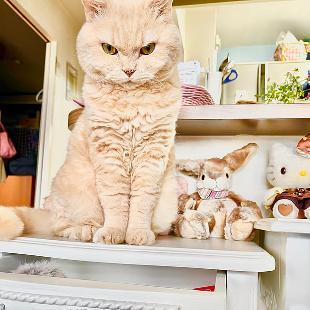naokoさんの実例写真