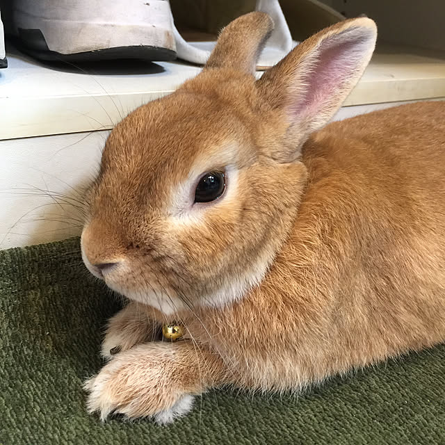 Yasuyukiさんの実例写真