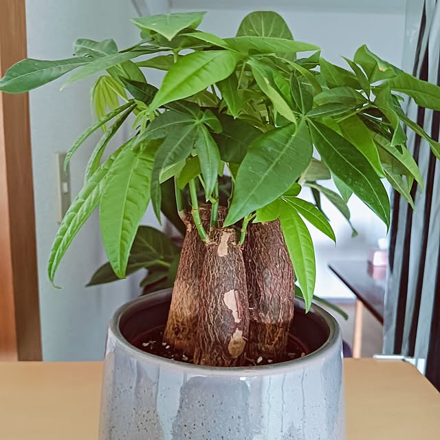 hanachanさんの部屋