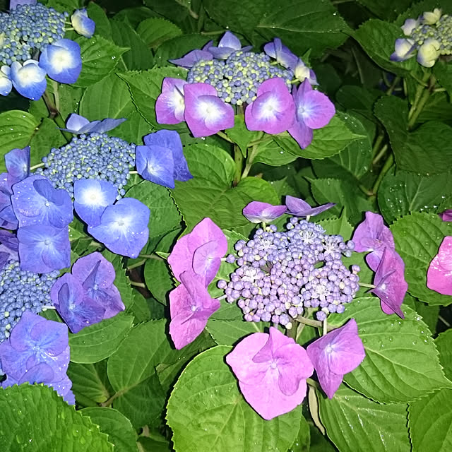 実例写真