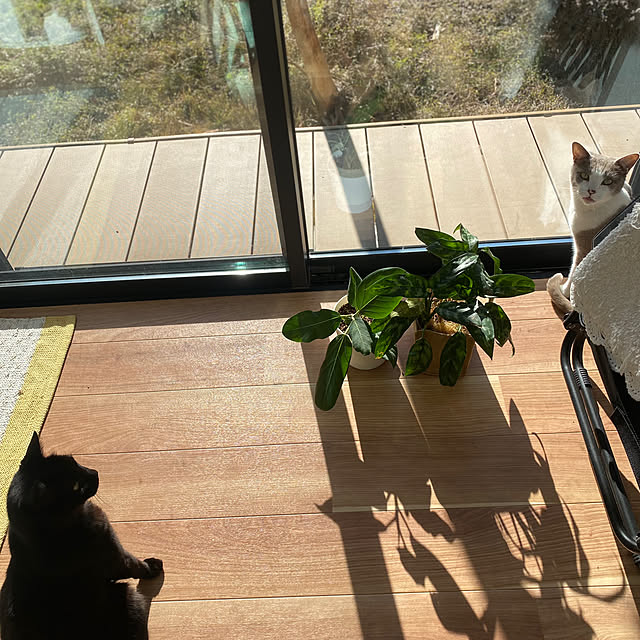 taakoさんの実例写真