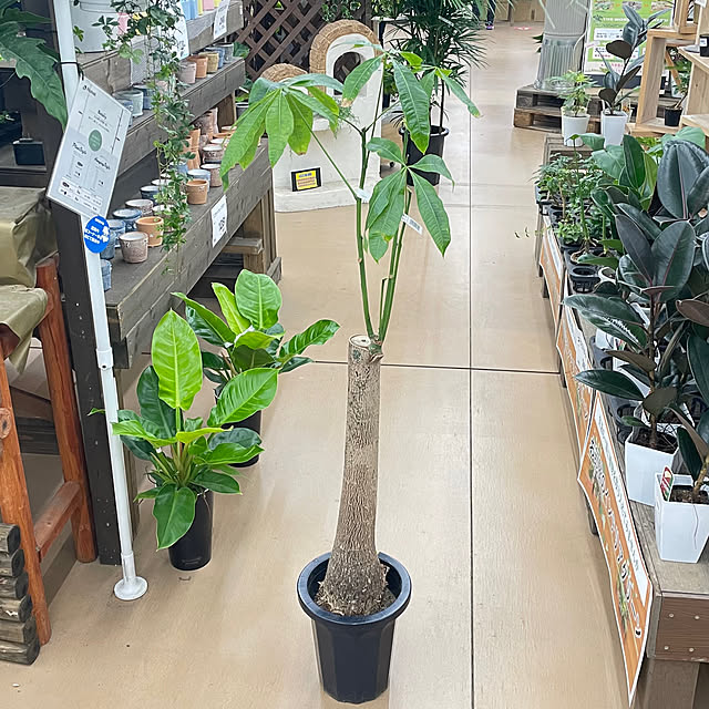 Teriyakiさんの実例写真