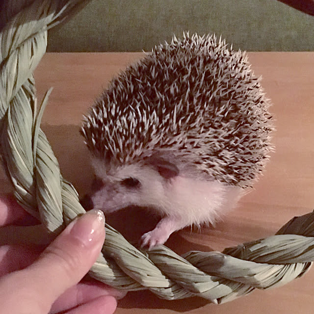 saokoさんの実例写真