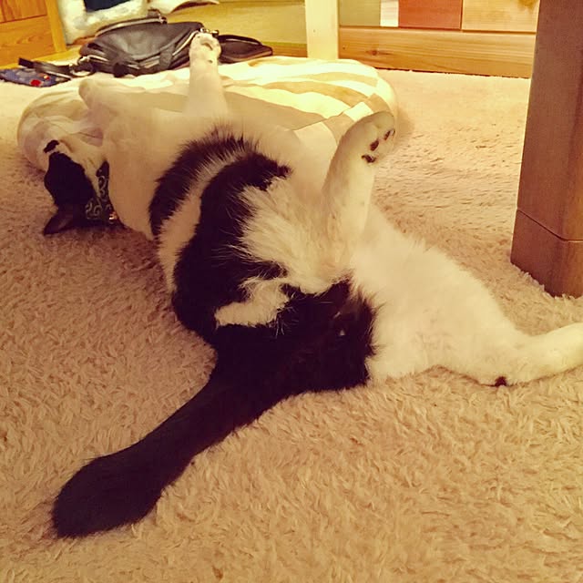 wacchiさんの実例写真