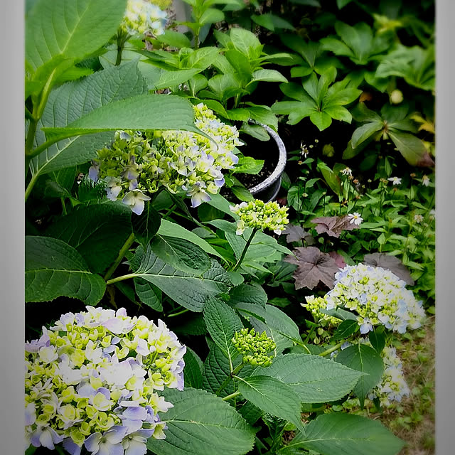 玄関/入り口/お花大好き♡/お庭の花/宿根草が好き/花好き...などのインテリア実例 - 2020-05-25 21:59:48