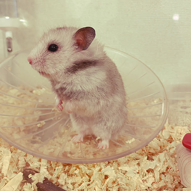 ハムスター飼ってます◡̈♥︎/棚のインテリア実例 - 2021-05-11 09:46:00