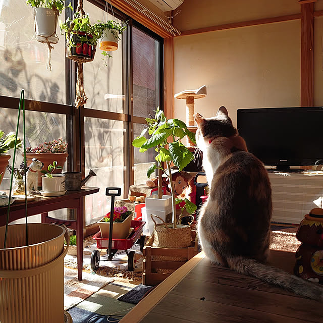 fukuさんの実例写真
