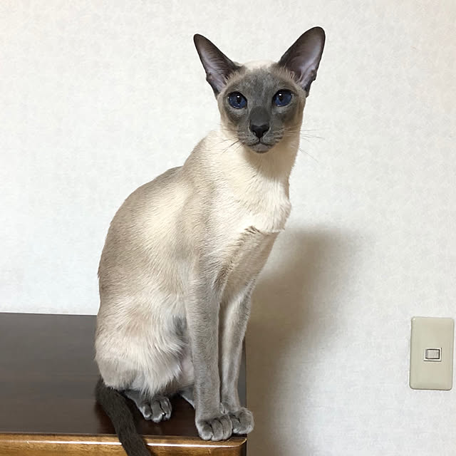 mujinekoさんの実例写真