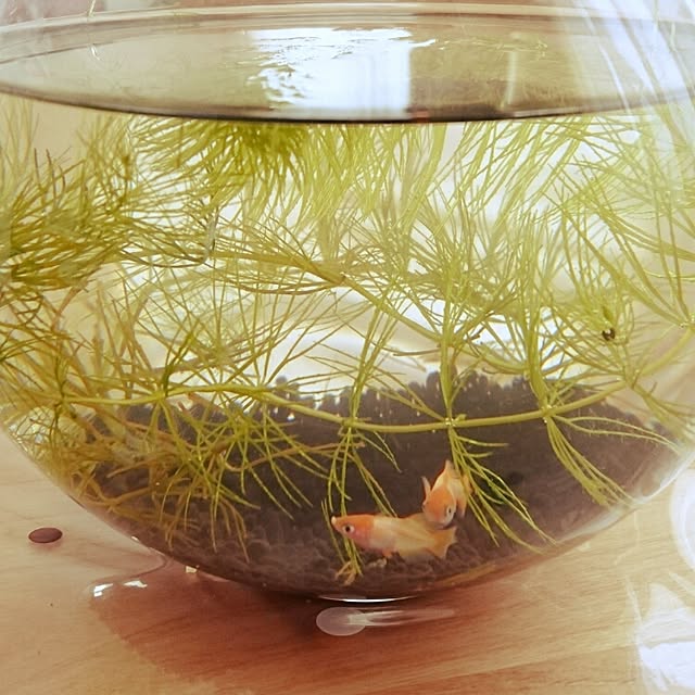 minksunさんの実例写真