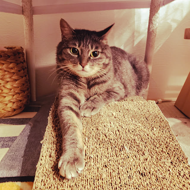 megu.catさんの実例写真