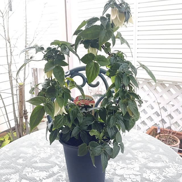 Bienvenueさんの部屋