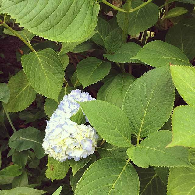 soaraさんの実例写真