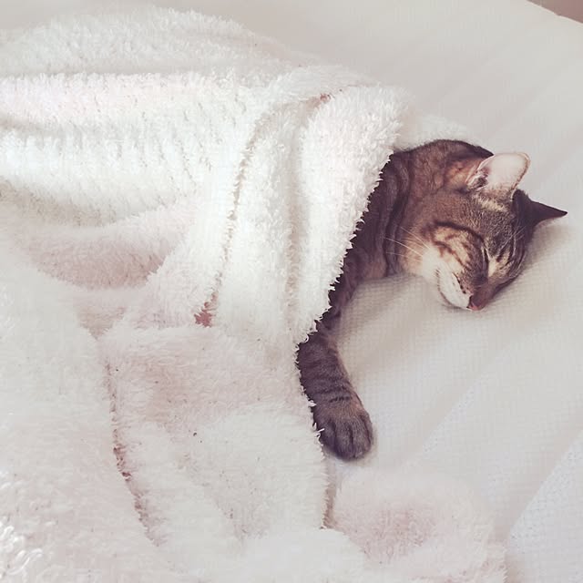 lovecatさんの実例写真