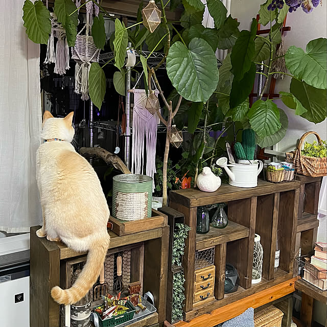 mohhaさんの実例写真
