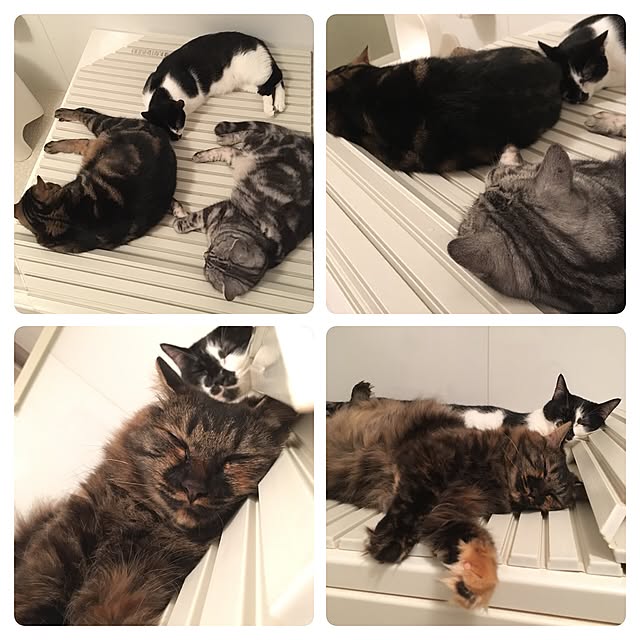 mikomaruさんの実例写真