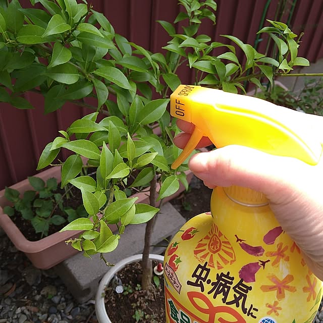 ameamekaasanさんの部屋