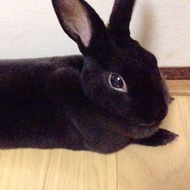 daydreamさんの実例写真