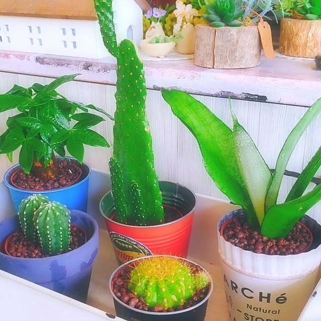 棚/ナチュラルインテリア/グリーンのある暮らし/お花のある暮らし/観葉植物...などのインテリア実例 - 2025-04-15 11:18:53