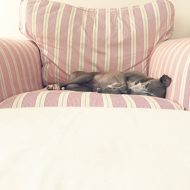 suzyさんの実例写真
