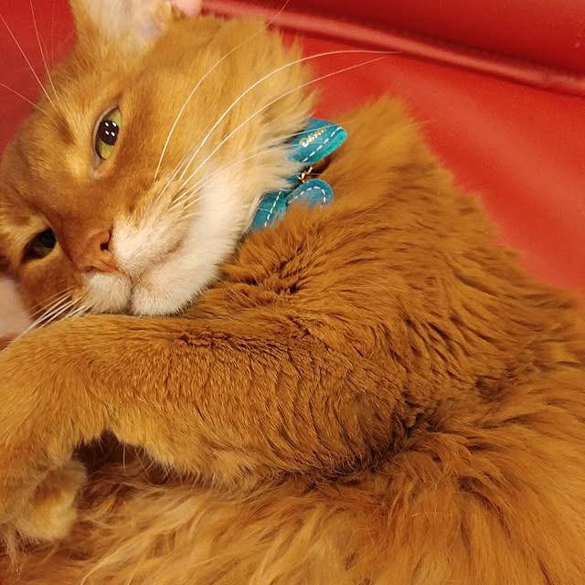 BLACKさんの実例写真
