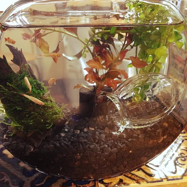 Nanakoさんの実例写真