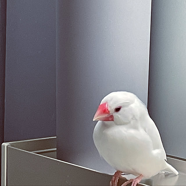 mofzeniさんの実例写真