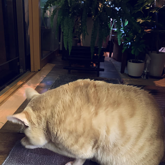 simayaさんの実例写真