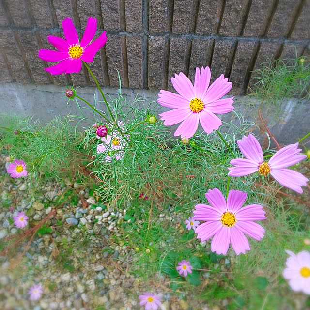 実例写真