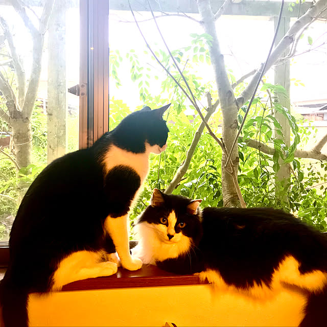 butachanさんの実例写真