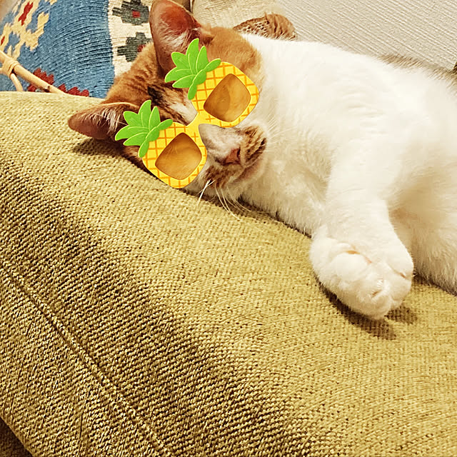 mariさんの実例写真